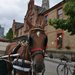 SDF Parade horse